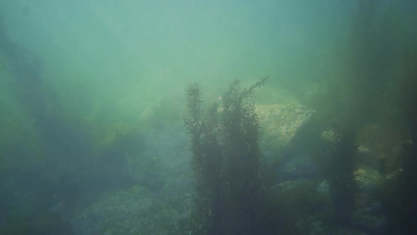 Plants are at the bottom of the ocean floor
