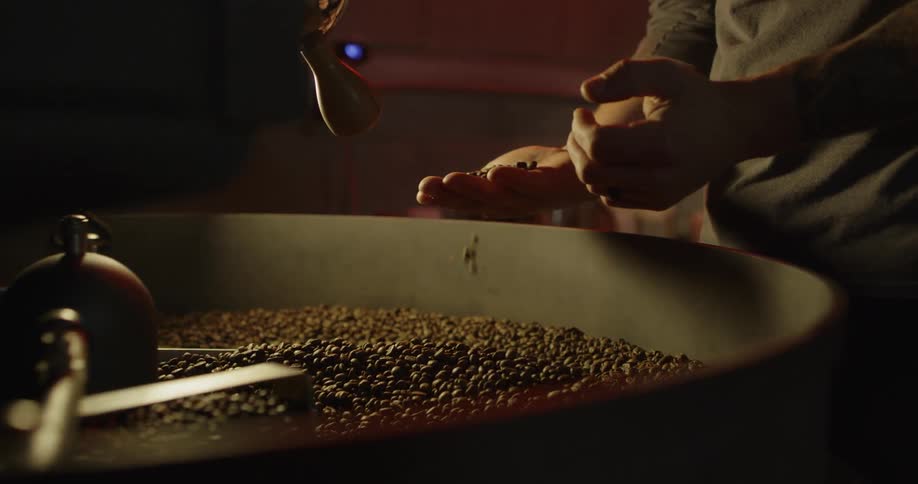 A man tests the roasted coffee beans from the roaster