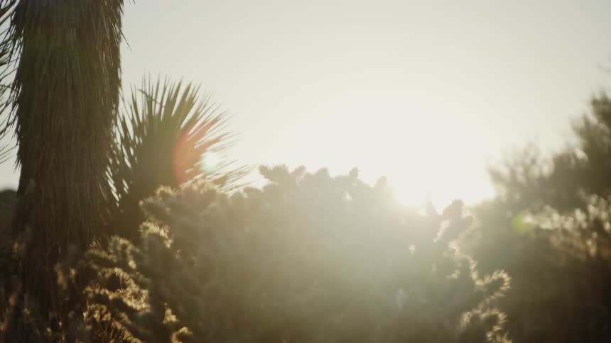 Man In Desert