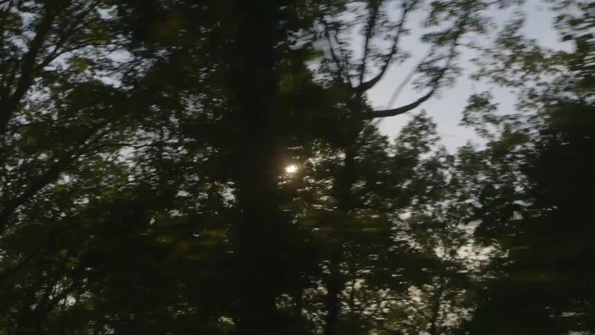 A scenery of a sun flare shining trough forest tree