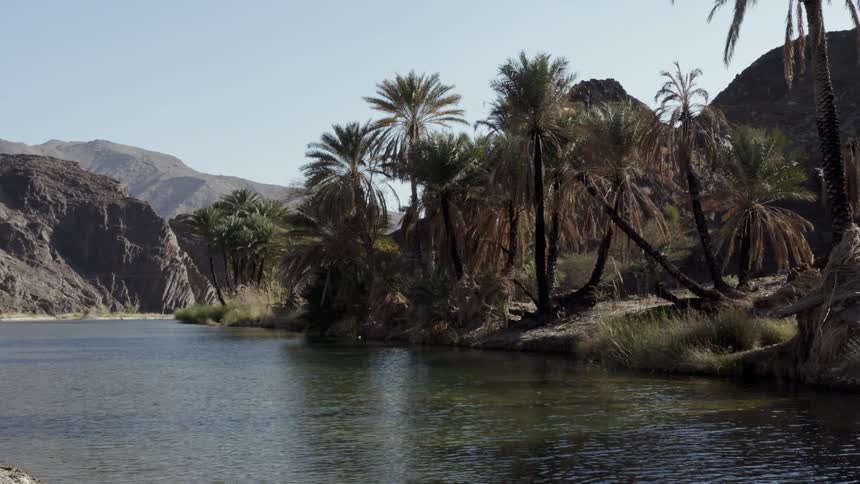 The stream runs against the shore with palm trees