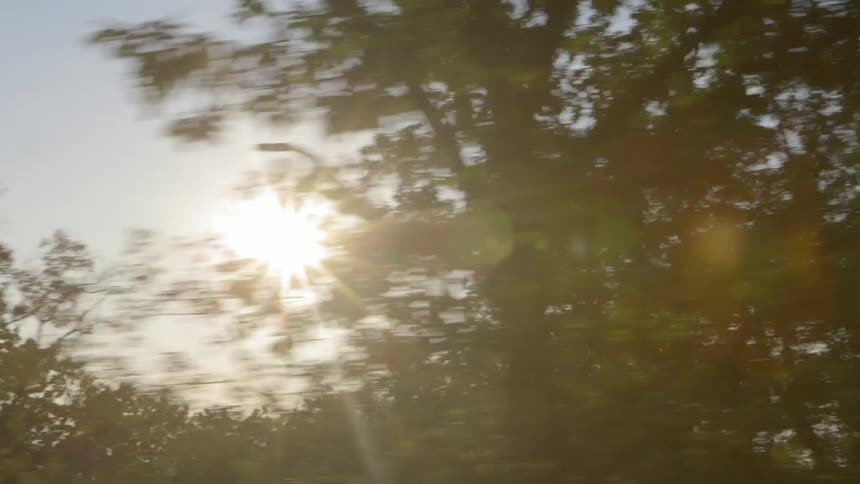 A scenery at forest
