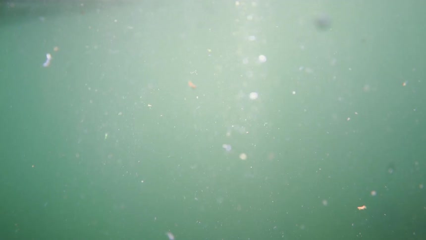 Underwater bait cage being lifted to the surface