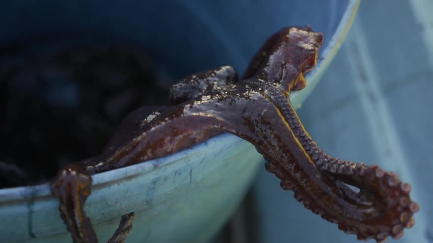 Tentacles of an octopus pulling itself up and out of a bucket