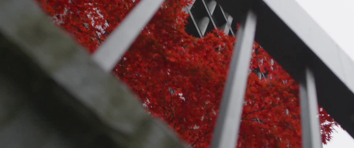 A tree with red blossoms hangs by the building