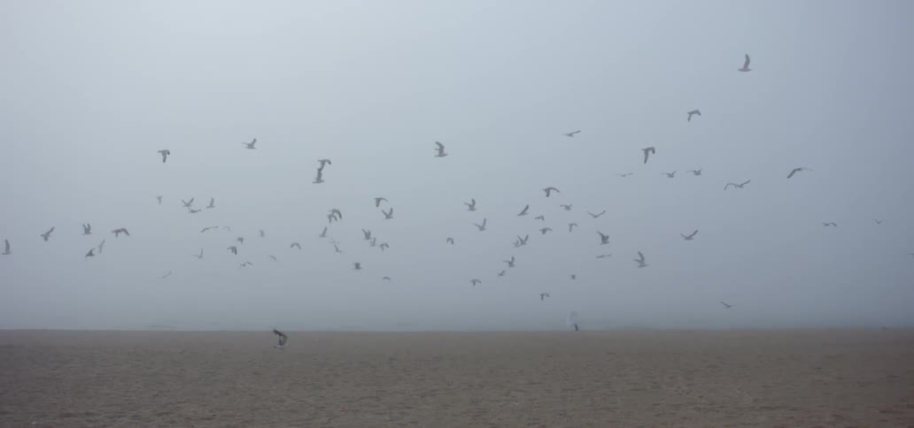 Birds & Ghost