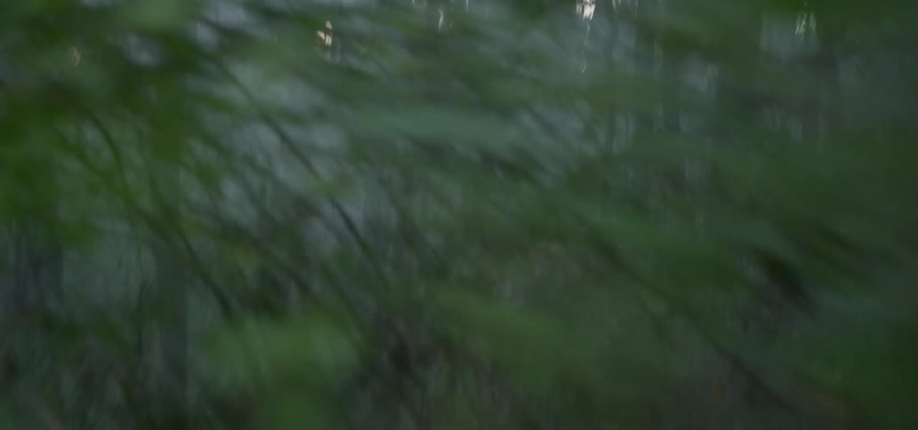A car rushes through a forest road at speed