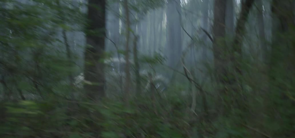 A vw bug drives on a road through a forest
