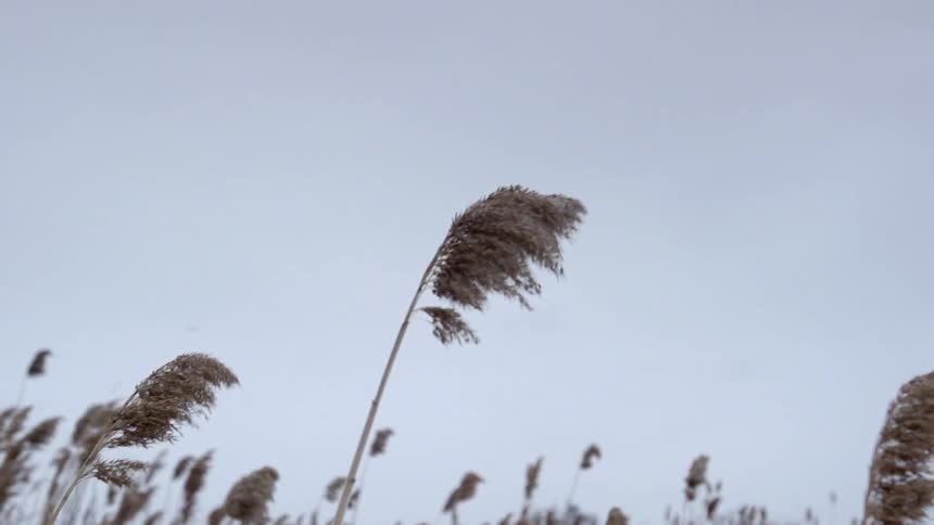 Grass is blowing in the wind
