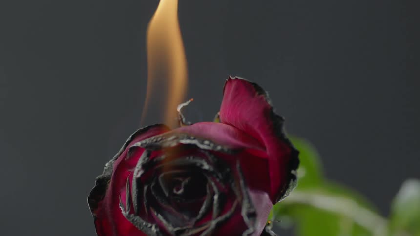 Burning Rose