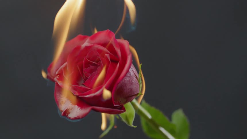 A red rose is lit on fire