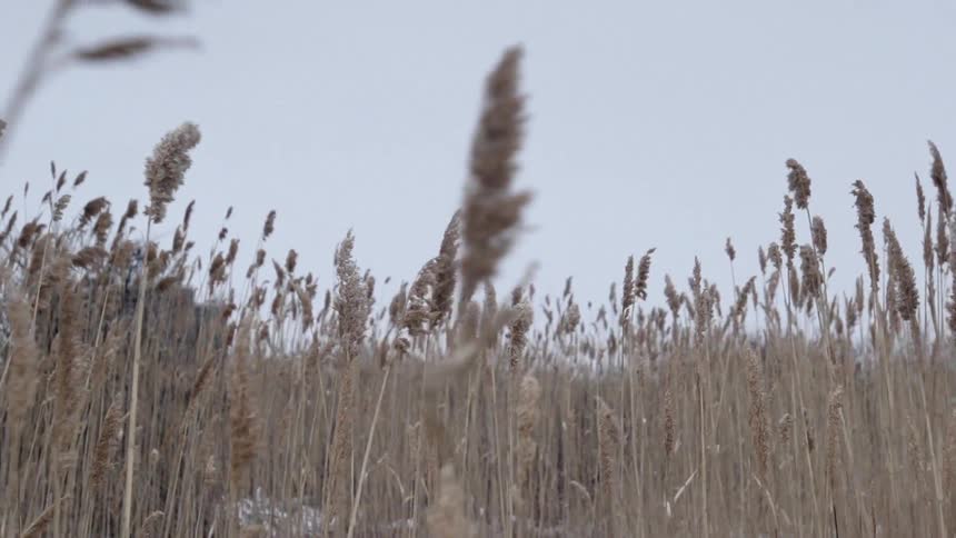 Grasslands blowing in the wind