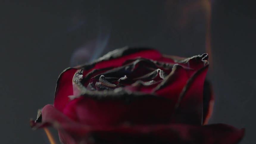 A rose burns to ash in front of a dark background