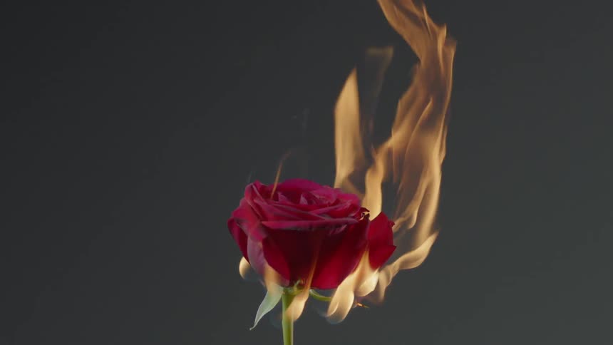 Burning Rose