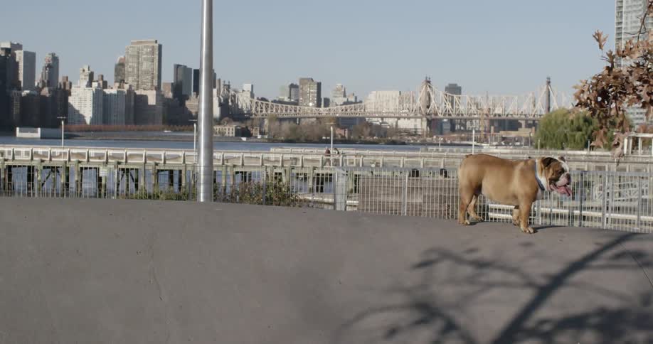 A dog stand alone in the rail near the bridge