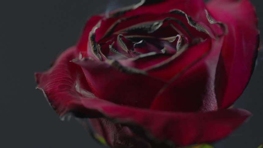 Flames and smoke float up from a rose