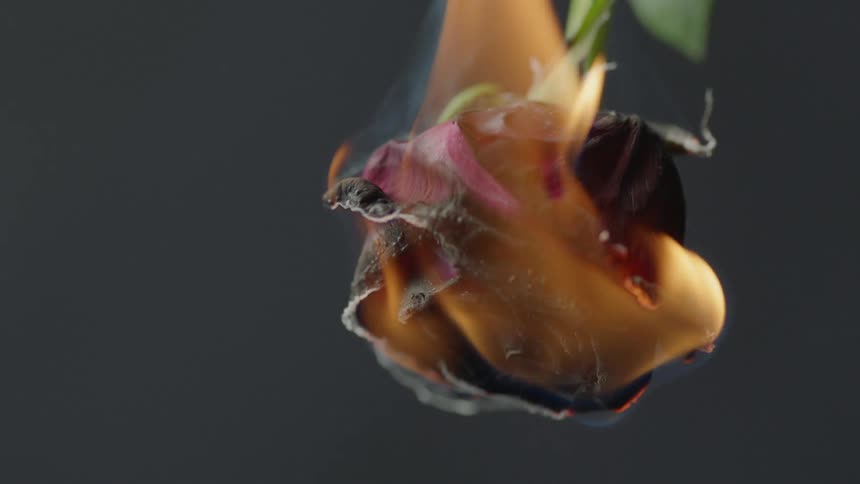 A burning flower is giving off smoke