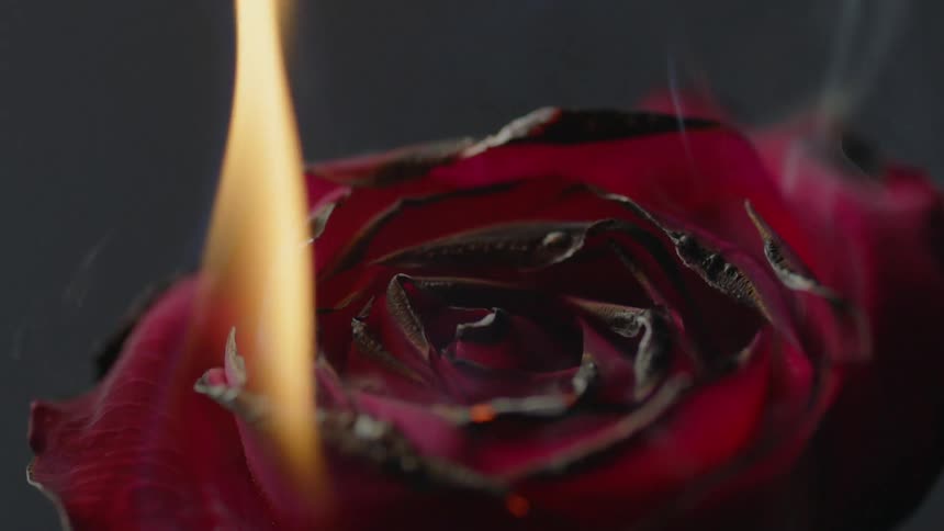 The rose is slowly burning with fire