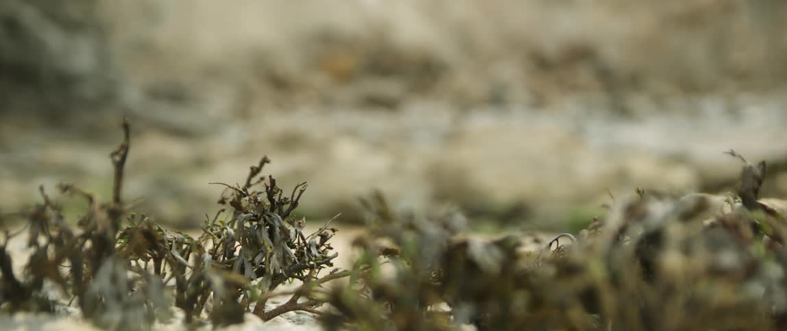 Wind blows through plants on the ground