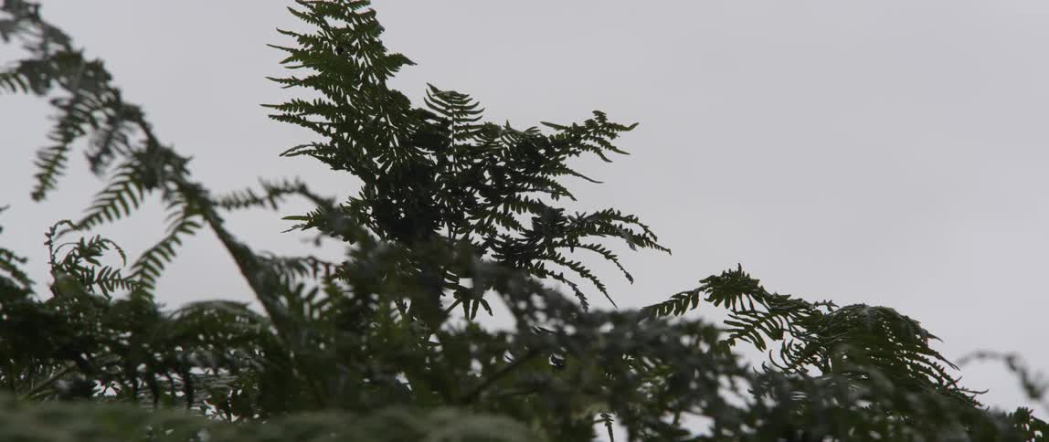 Tree branches sway in the wind on a cloudy day