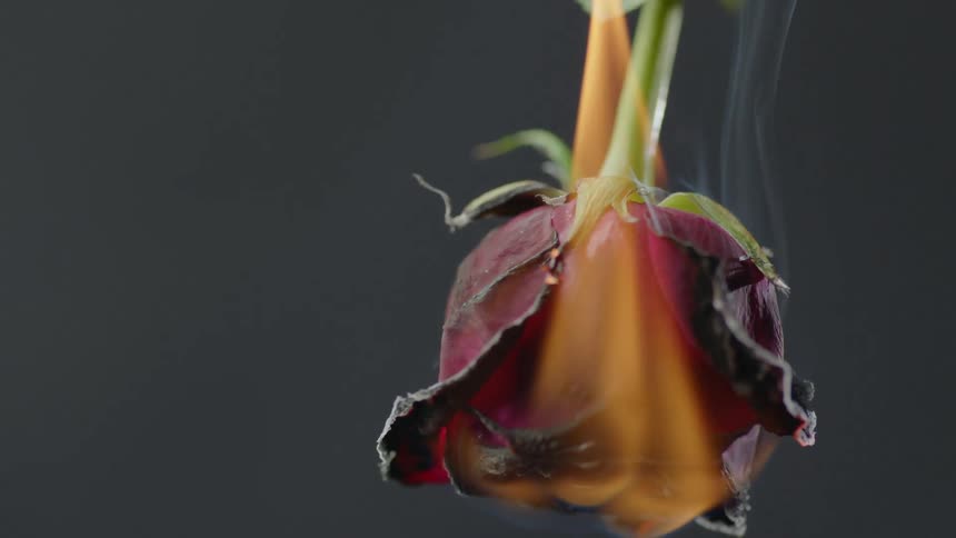 A red rose on fire