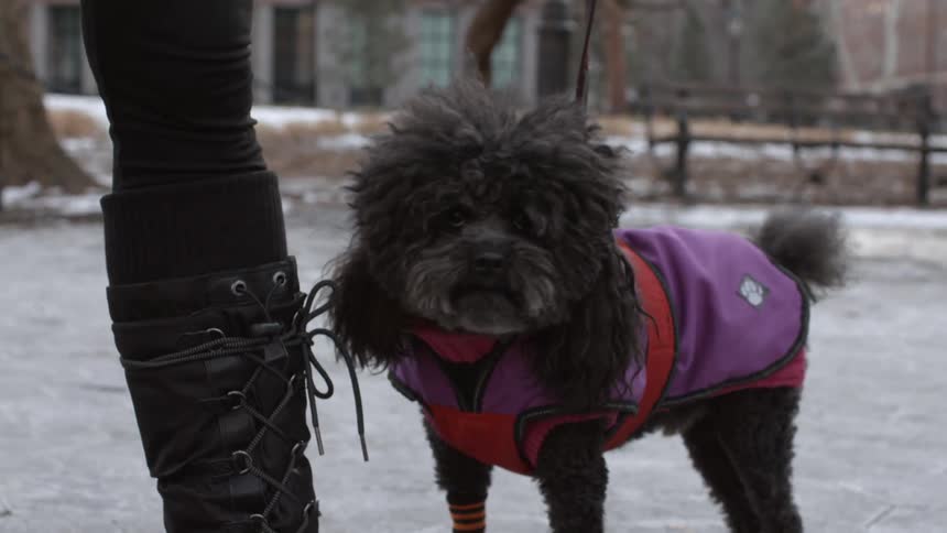 A dog in the snow