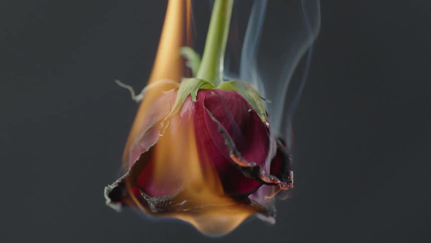 Burning Rose