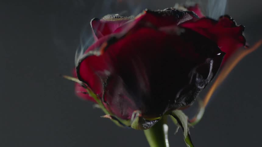 Rose set on fire
