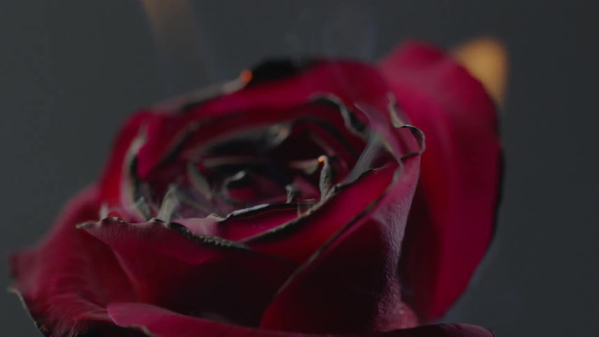 Burning Rose