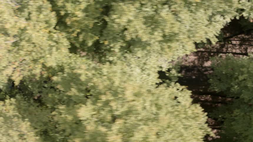 A jeep travels through a forest