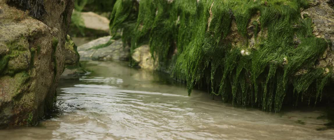 Water ripples and flows in a stream