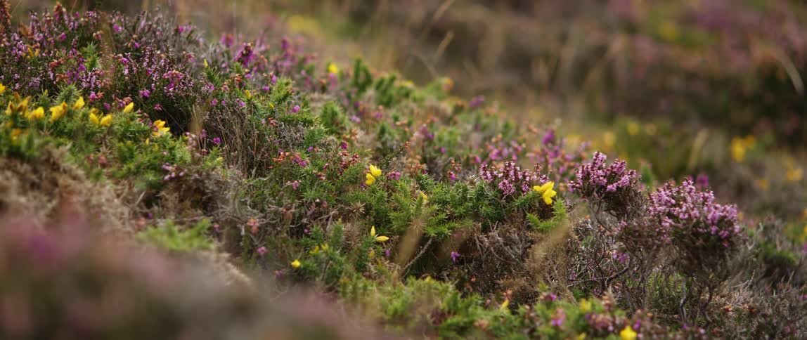 Plants are blowing from the wind