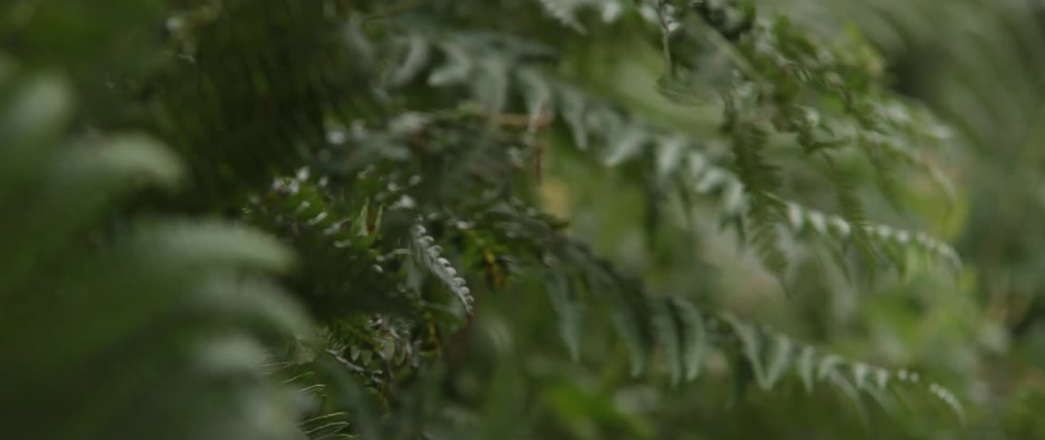 Green ferns blows softly in the breeze