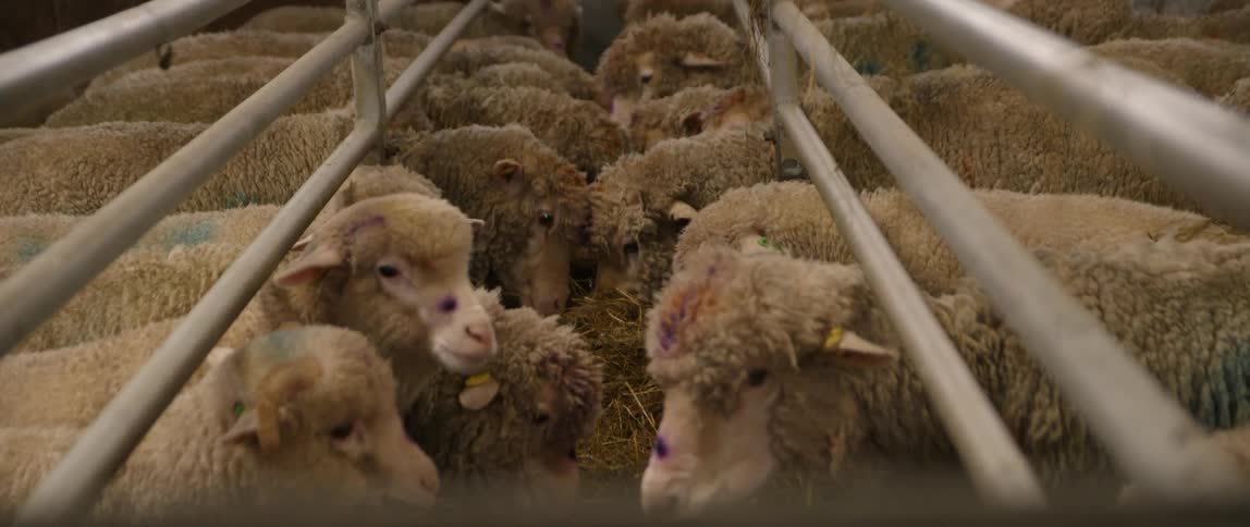 Large herd of sheep eat hay in a pen