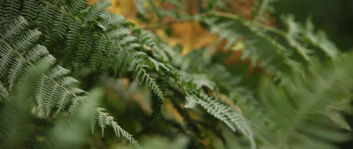 Wind blows through green fern leaves