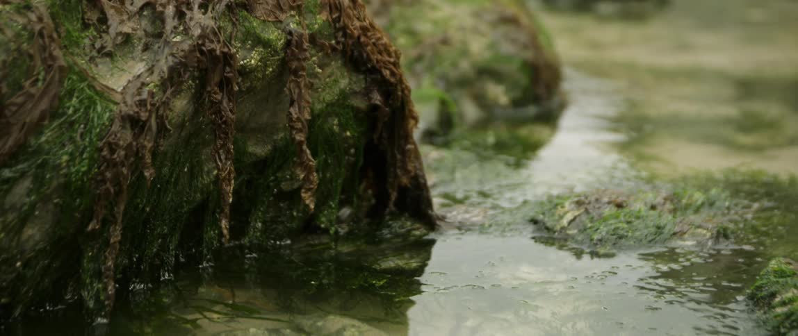 Weeds are in the water and on top of rocks