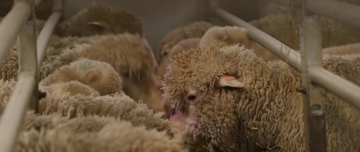 Sheep Farm