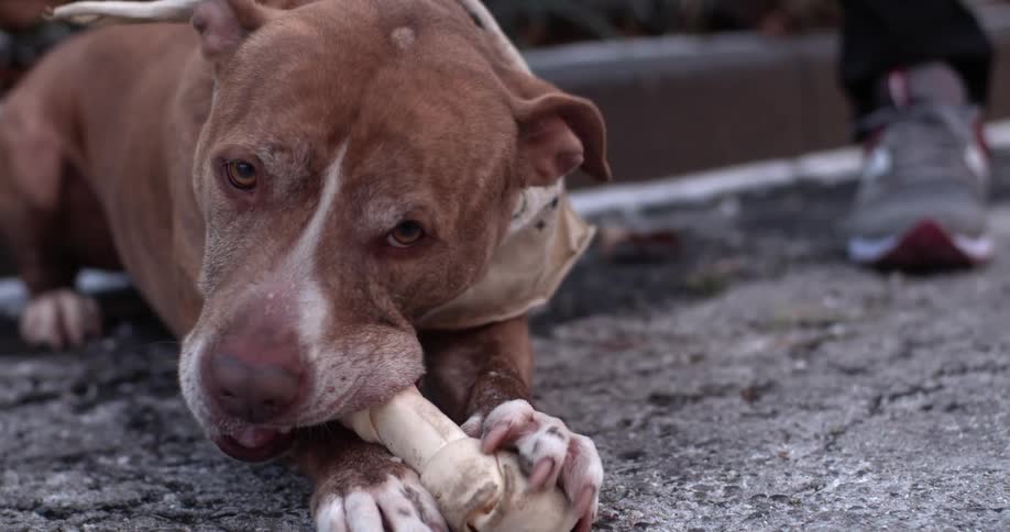 A dog chewing on a bone
