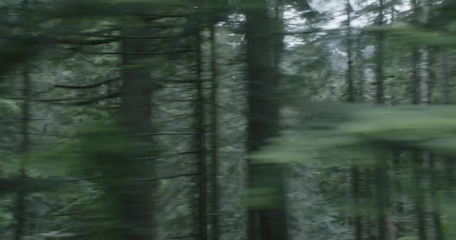 Tall trees stand in a mountain forest