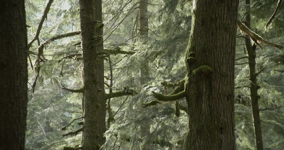 Car Driving On Forest Roads
