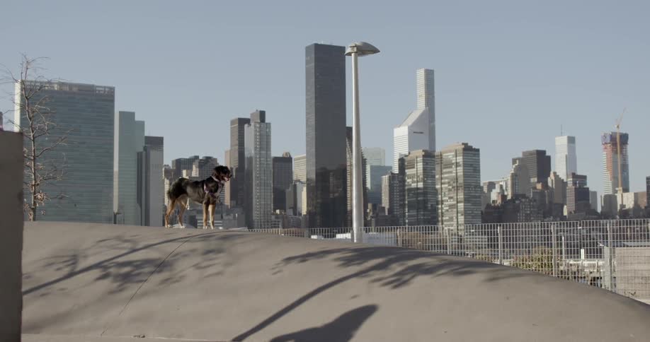 A dog stands still with skyscrapers in the background