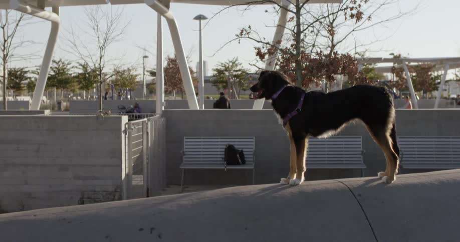 A dog stands still