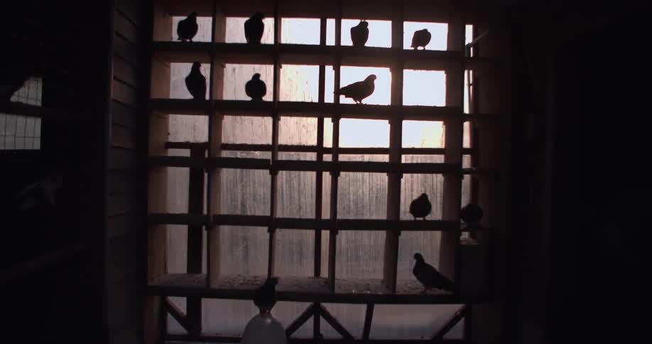 A bird is flying