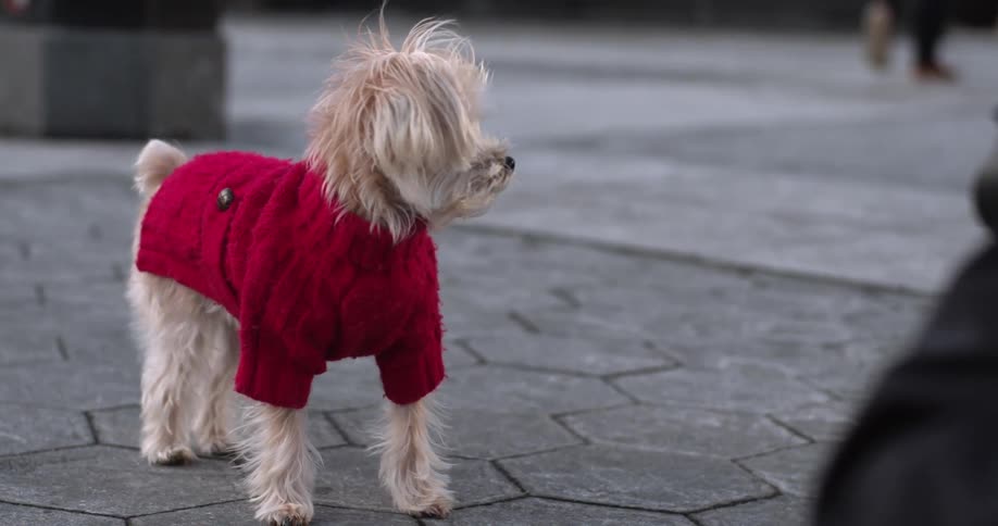 A dog wearing a red sweater stands still on a sidewalk