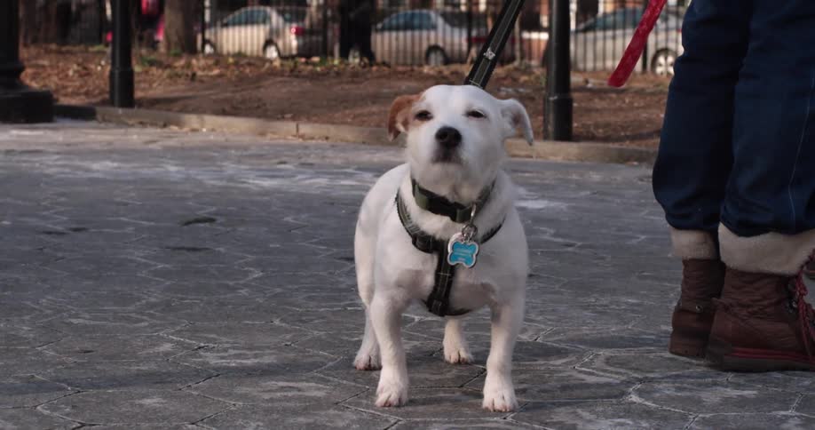 A small white dog sniffs the air while standing on the sidewalk