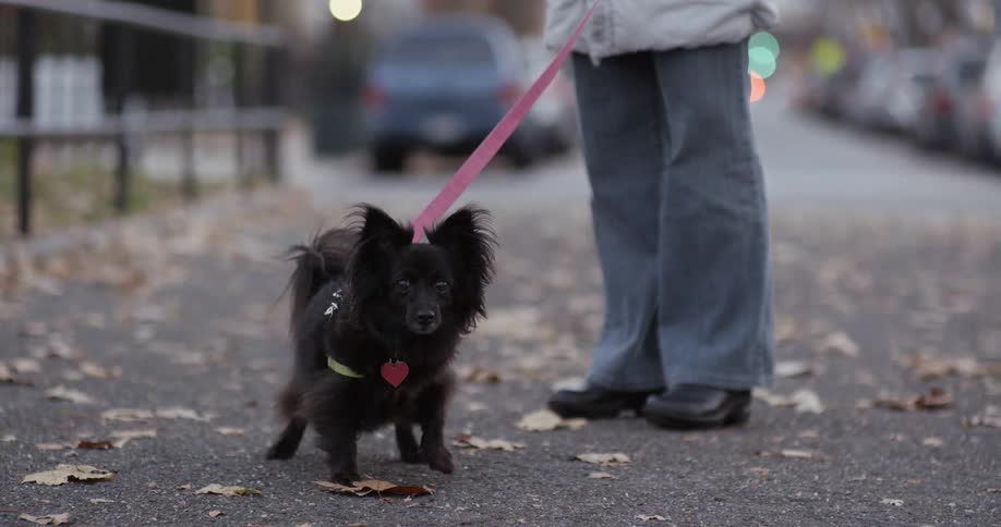 A dog on a leash