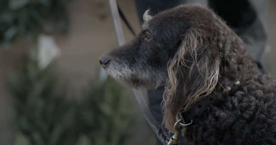 A gray dog, on a leash, sitting still while looking around before turning and glancing up at his owner