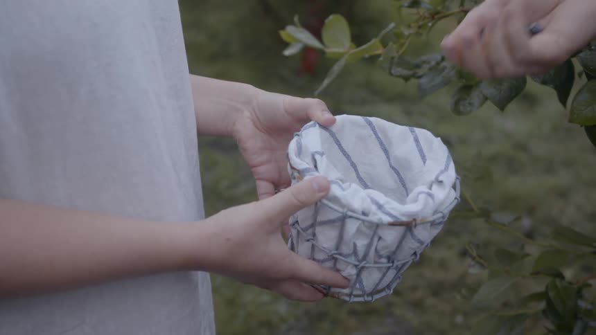 Two people are sharing the task of blueberry picking