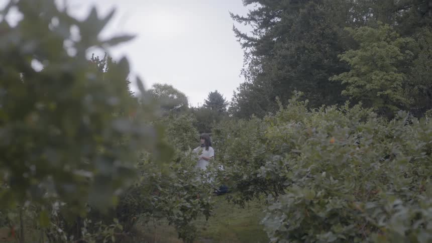 A man and woman harvest fruit in an orchard