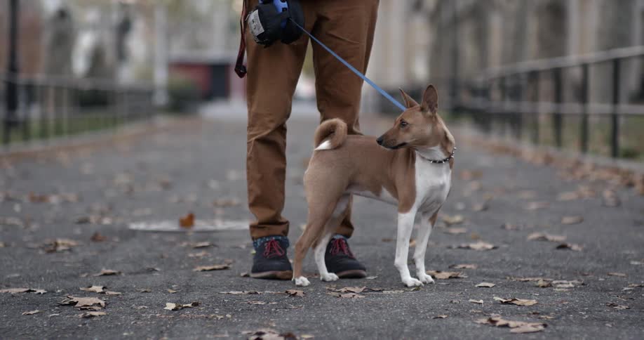 A man standing outside with a leashed dog